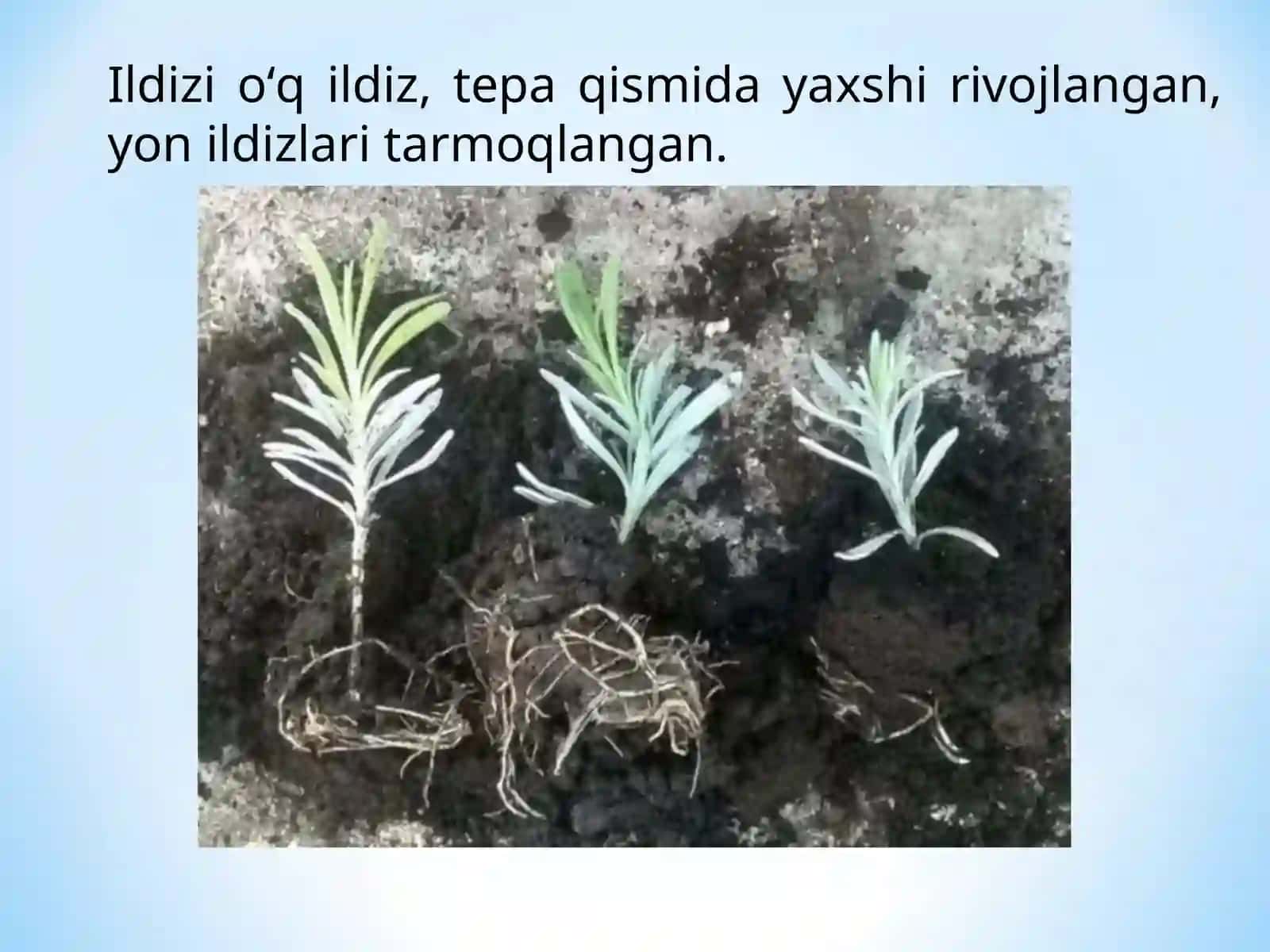 CHALA BUTA VA BUTA DORIVOR O‘SIMLIKLARNI YETISHTIRISH TEXNOLOGIYASI 4