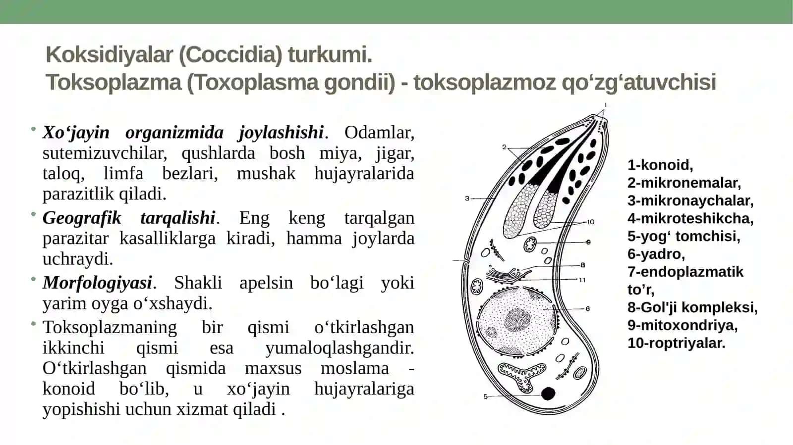 Sporalilar. Plazmodiy, 3 kunlik bezgak qo‘zg‘atuvchisi. Plazmodiy, 4 kunlik bezgak qo‘zg‘atuvchisi.Plazmodiy, tropik bezgak qo‘zg‘atuvchisi,Toksoplazma, toksoplazmoz kasalligini qo‘zg‘atuvchisi 4