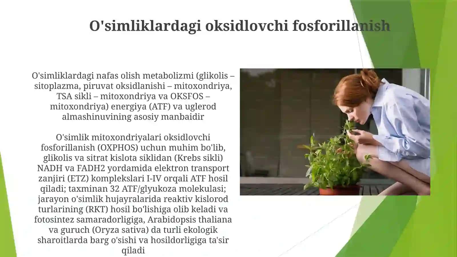 Nafasolish jarayonining oʻsimlik metabolizmidagi oʻrni 4