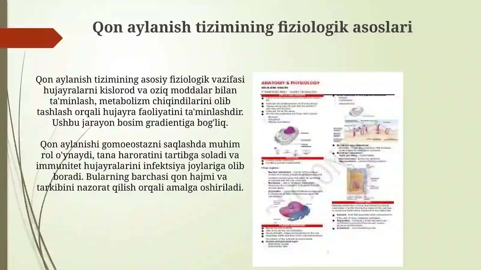 Fiziologiyafanigakirish.Qonaylanishtiziminingfiziologikasoslari 4