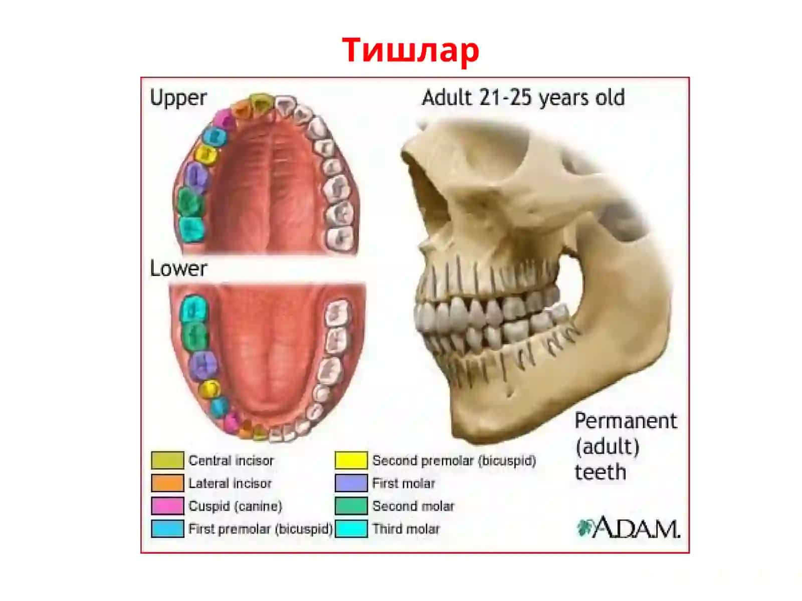 Тишлар 4