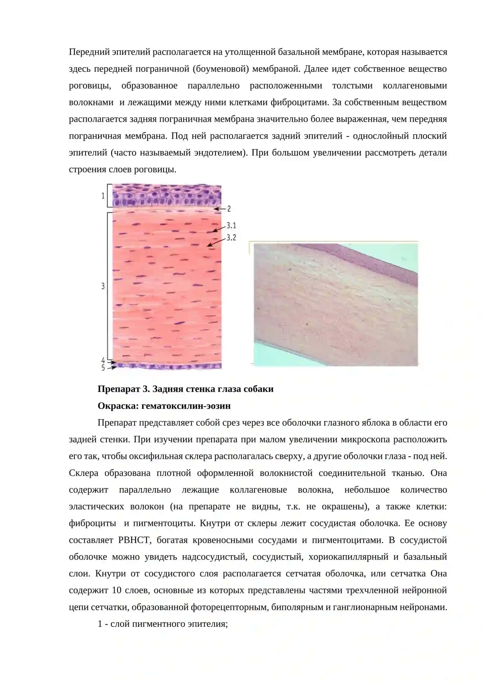 Органы чувств. Орган зрения и обоняния 4