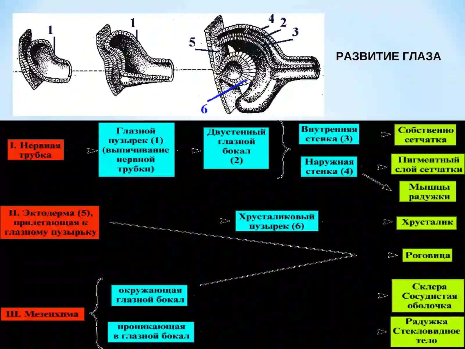 Гистология кафедраси 4