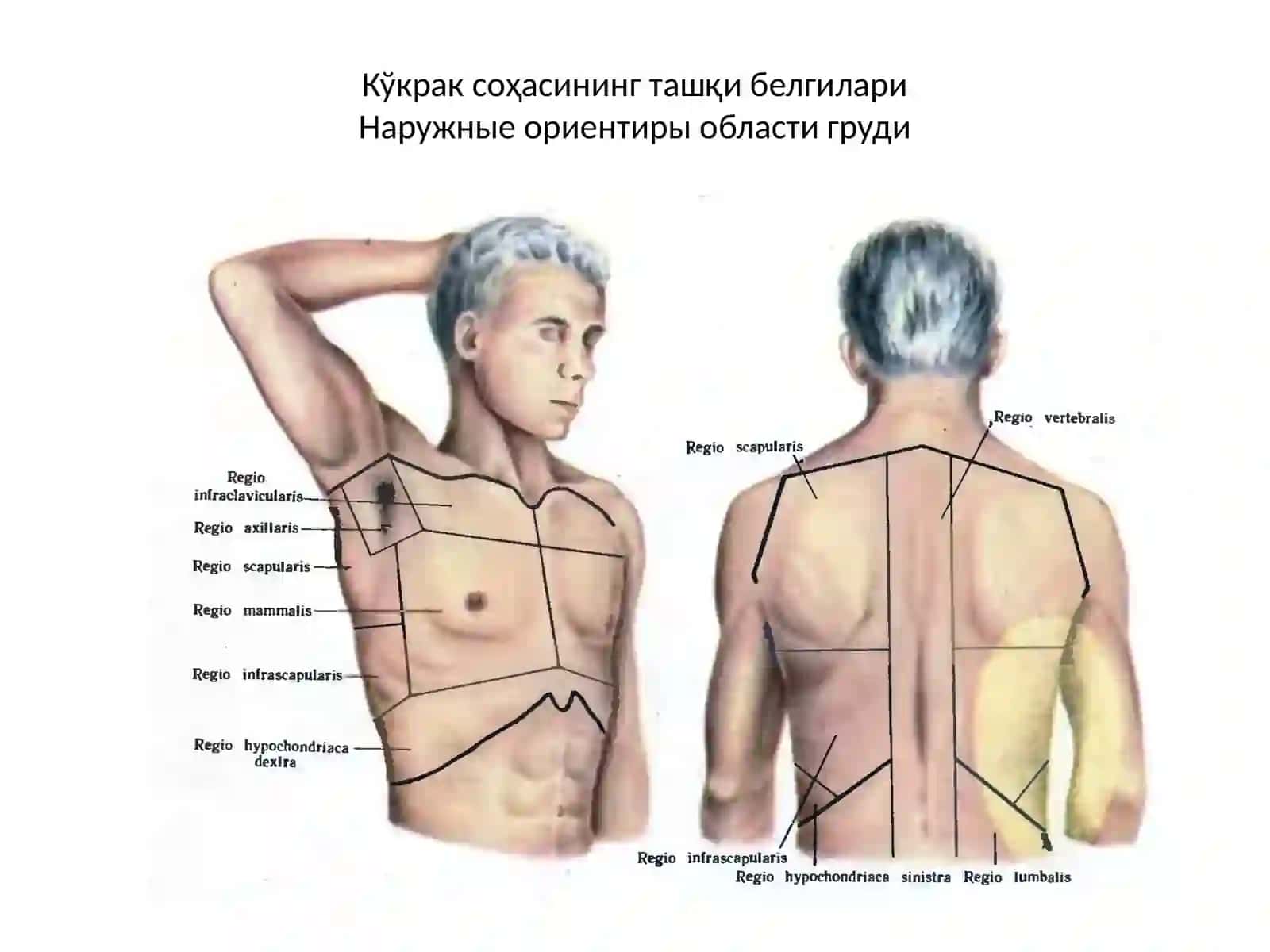 Топографик анатомия ва оператив хирургия асослари (Topografik anatomiya va operativ khirurgiya asoslari) 4