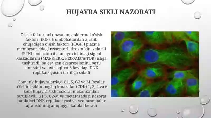 Hujayra proliferasiyasi 4