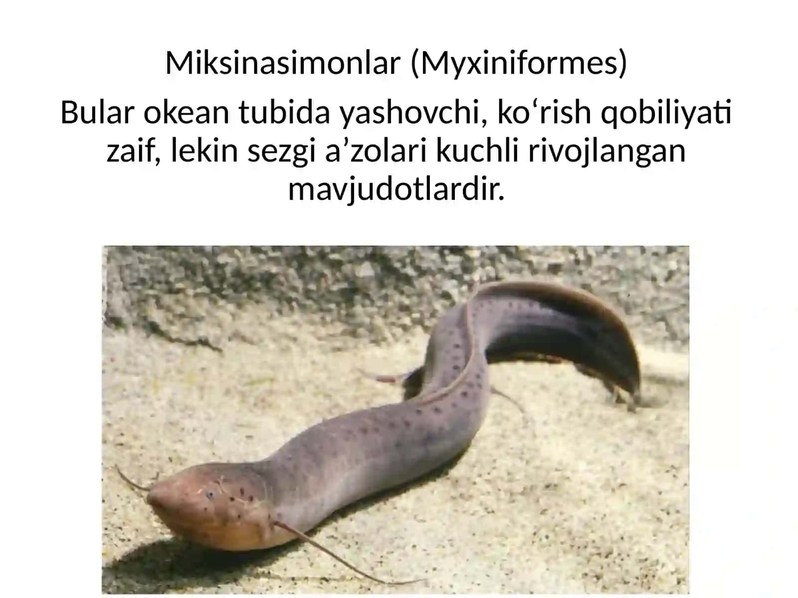 Minogasimonlar va miksinasimonlar turkumlari, ekologiyasi va ahamiyati 4
