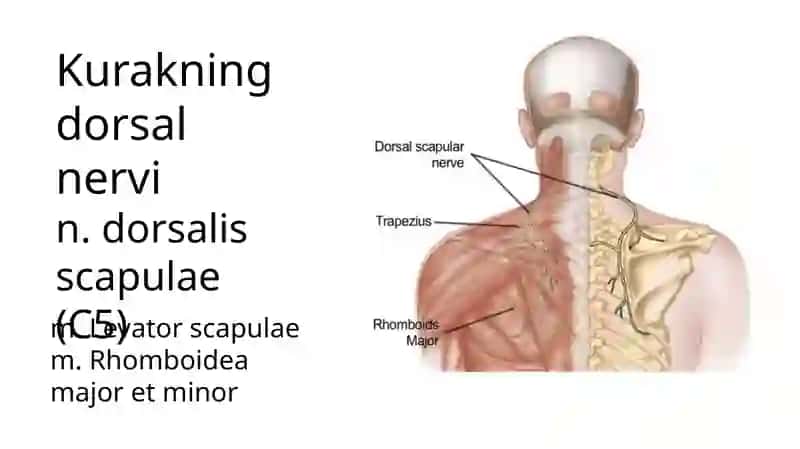 PLEXUS BRACHIALIS 4