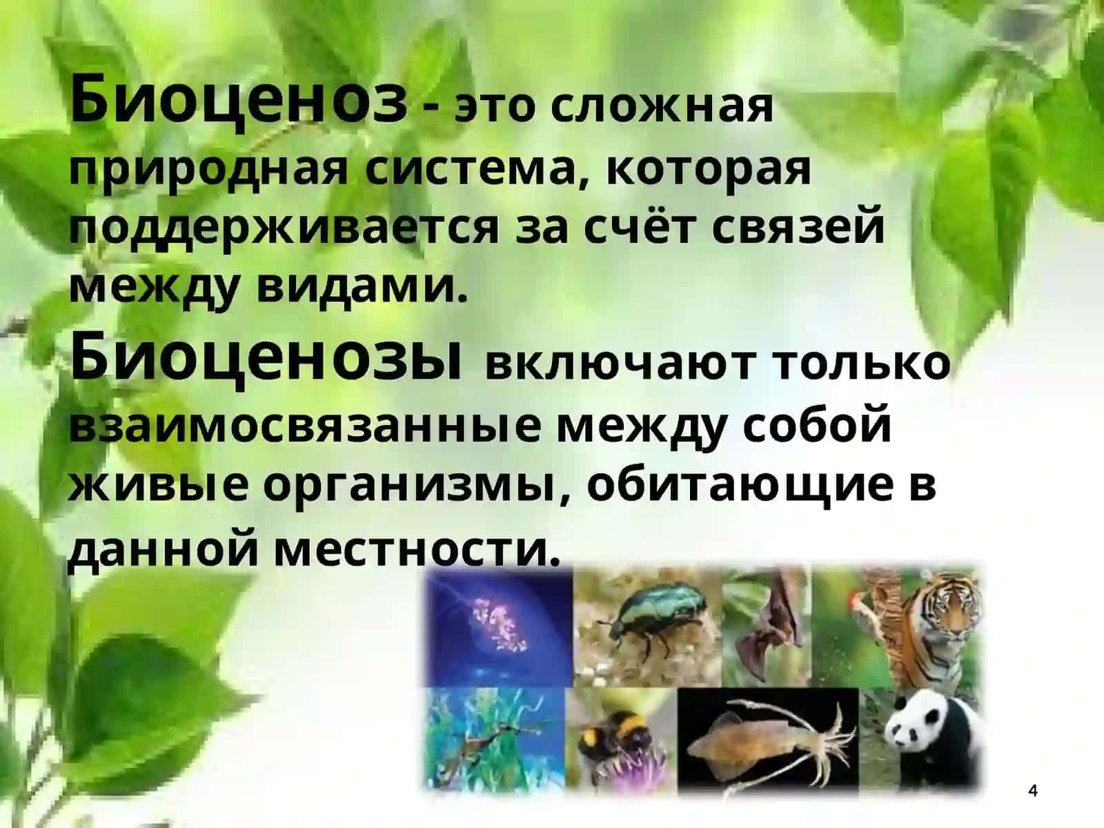 Понятие о биоценозе, биогеоценозе и экосистеме 4
