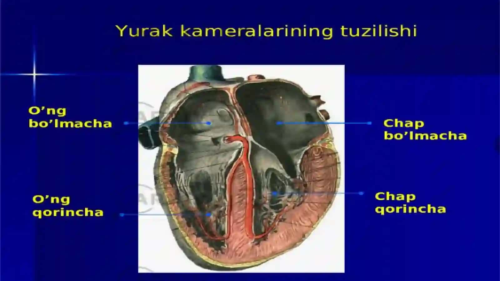 Yurak auskultatsiyasi 4