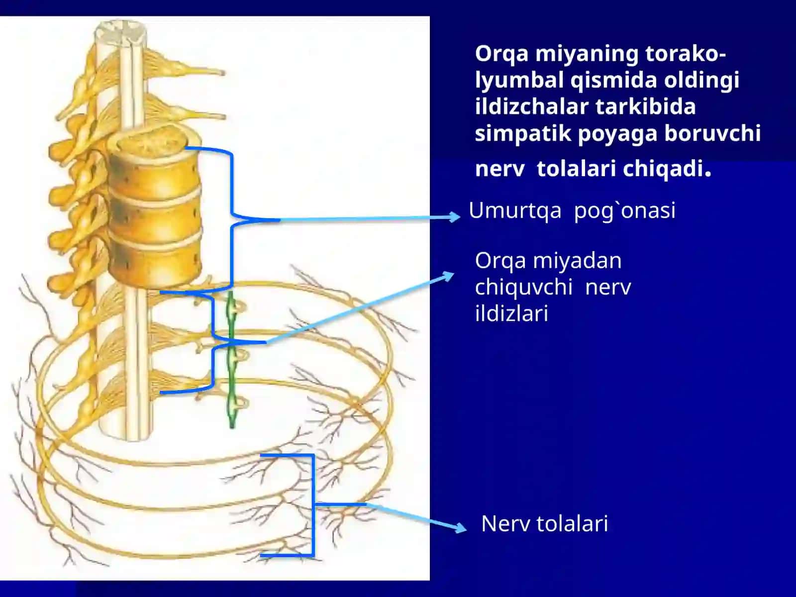 nervlarda o'tkaziladigan jarrohlik amaliyotlari 4