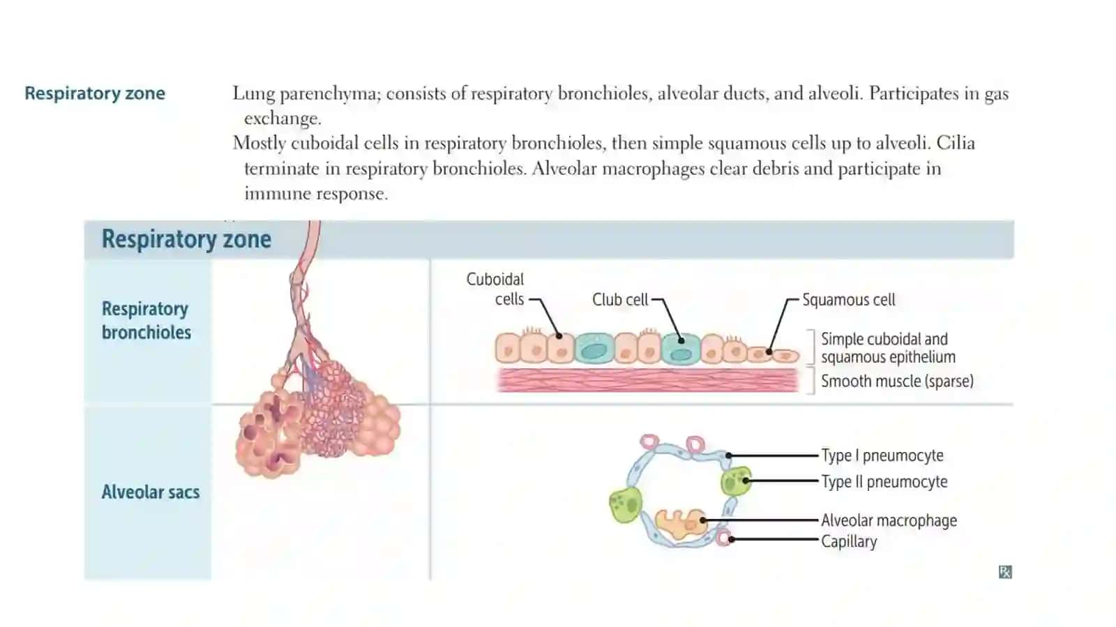 TRACHEA 4