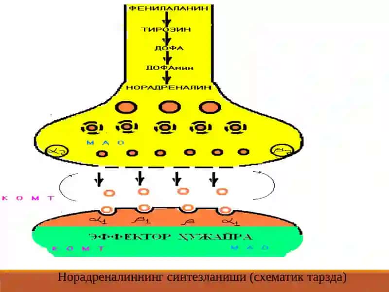 Адремомиметик-симпатомиметиклар 4