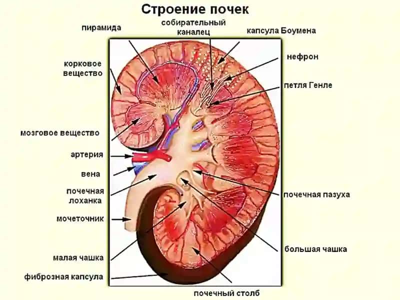 Почки 4