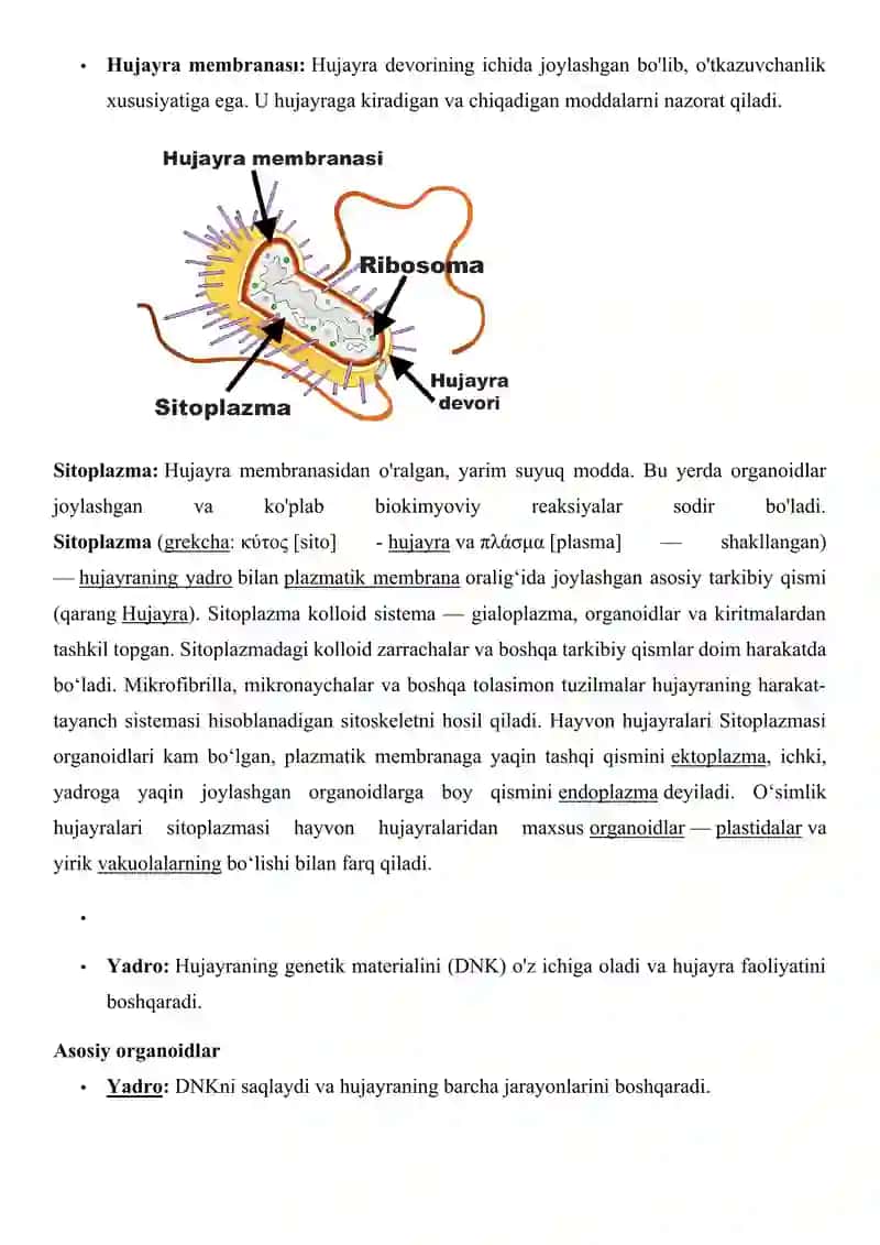Eukariot o’simlik hujayrasi 4