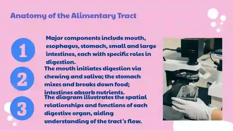 The alimentary tract of a human being 4