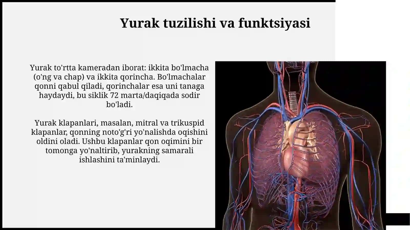 Yurak va qontomirsistemasi 4