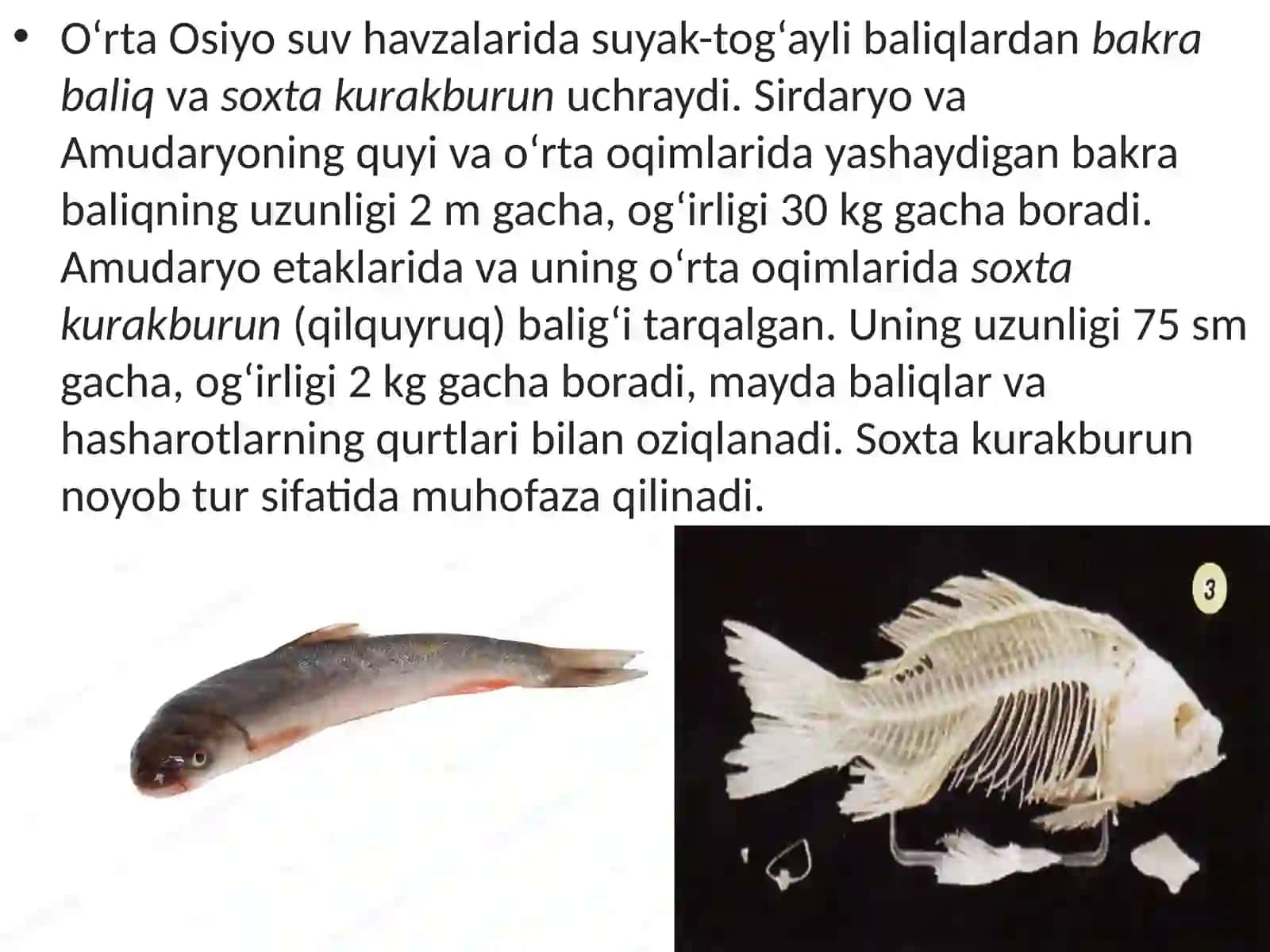 7-sinf Zoologiya 'Parrandachilik' ko'rgazma 4