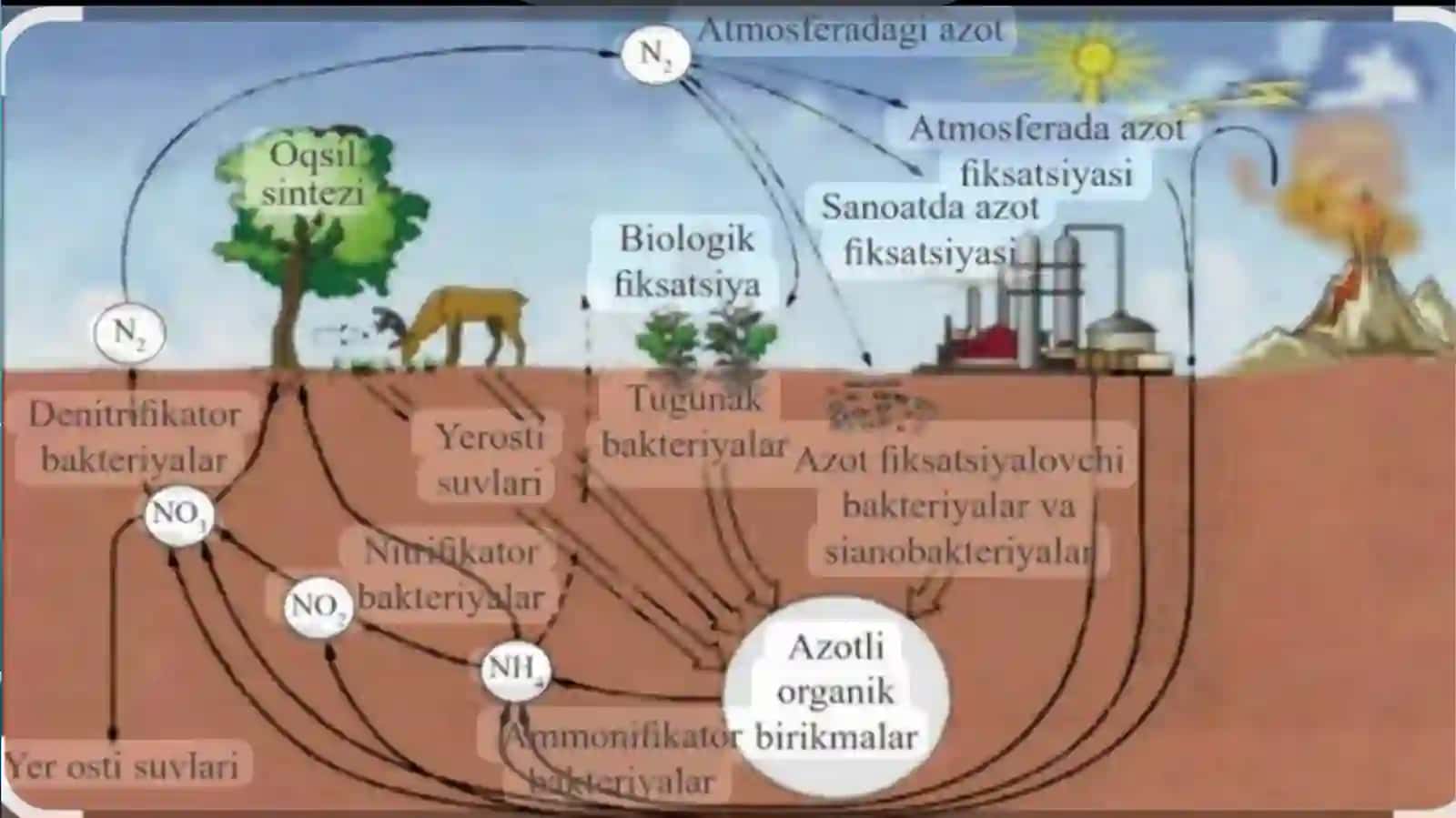 Azod oʻzlashtiruvchi bakyeriyalar bioloogiyasi 4