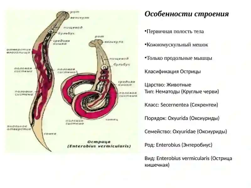 Тип Круглые Черви 4