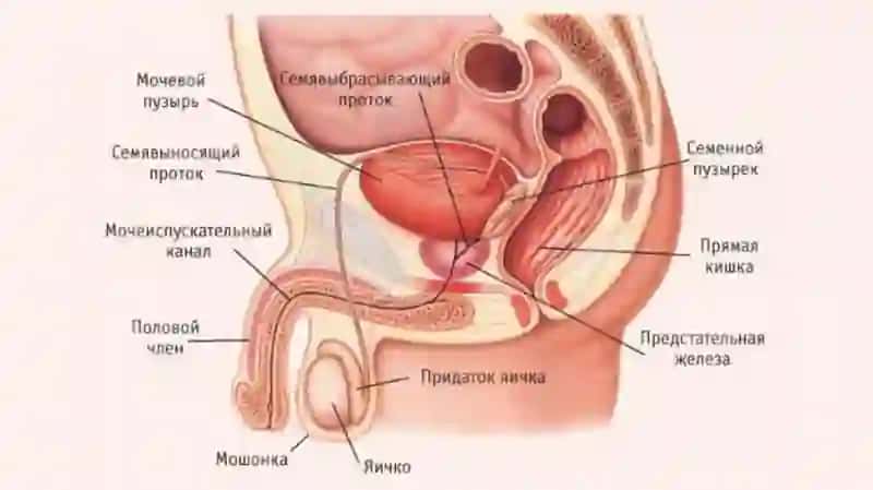 Erkaklarning tanosil a’zolari. Ayollarning tanosil a’zolari. Ularning yoshga qarab o‘zgarishi. Oraliq topografiyasi tuzilishi, chanoq va tanosil diafragmalari va jinsga nisbatan farqi. 4
