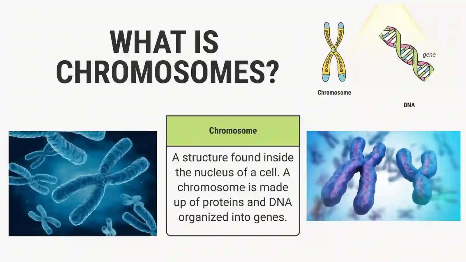 WHY DIFFERENT SPECIES HAVE DIFFERENT NUMBER OF CHROMOSOMES? 4