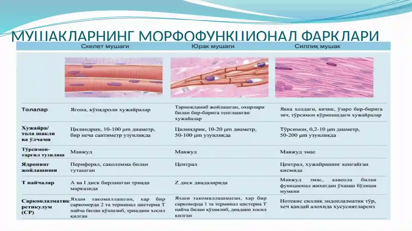GISTOLOGIYAVA EMBRIOLOGIYA FANIDAN TAYYORLAGAN TAQDIMOTI 4