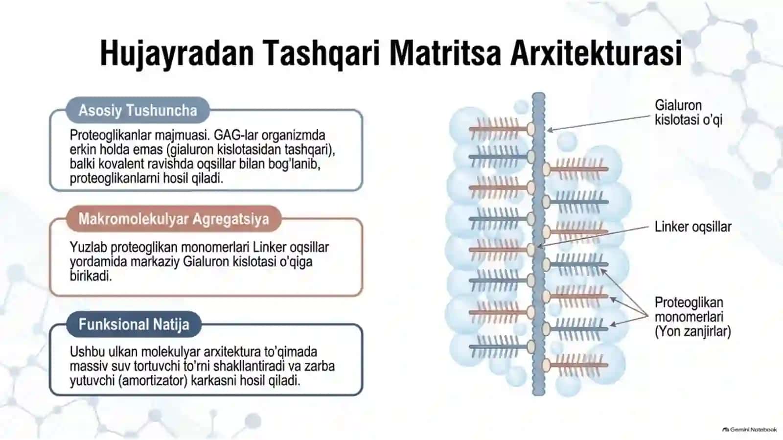 Geteropolisaxaridlarning ontogenez va kasalliklardagi o‘zgarishi — 15 slayd 4