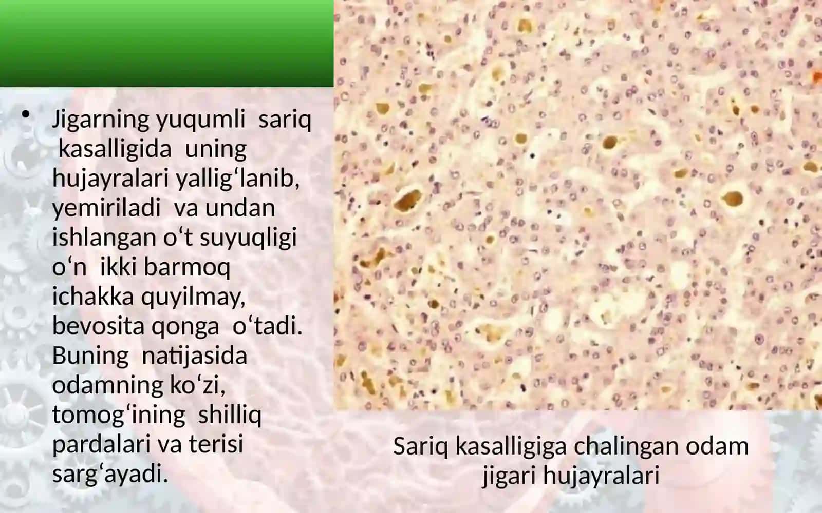 Jigar. Me’daosti bezi. Ovqat hazm qilishning boshqarilishi 4