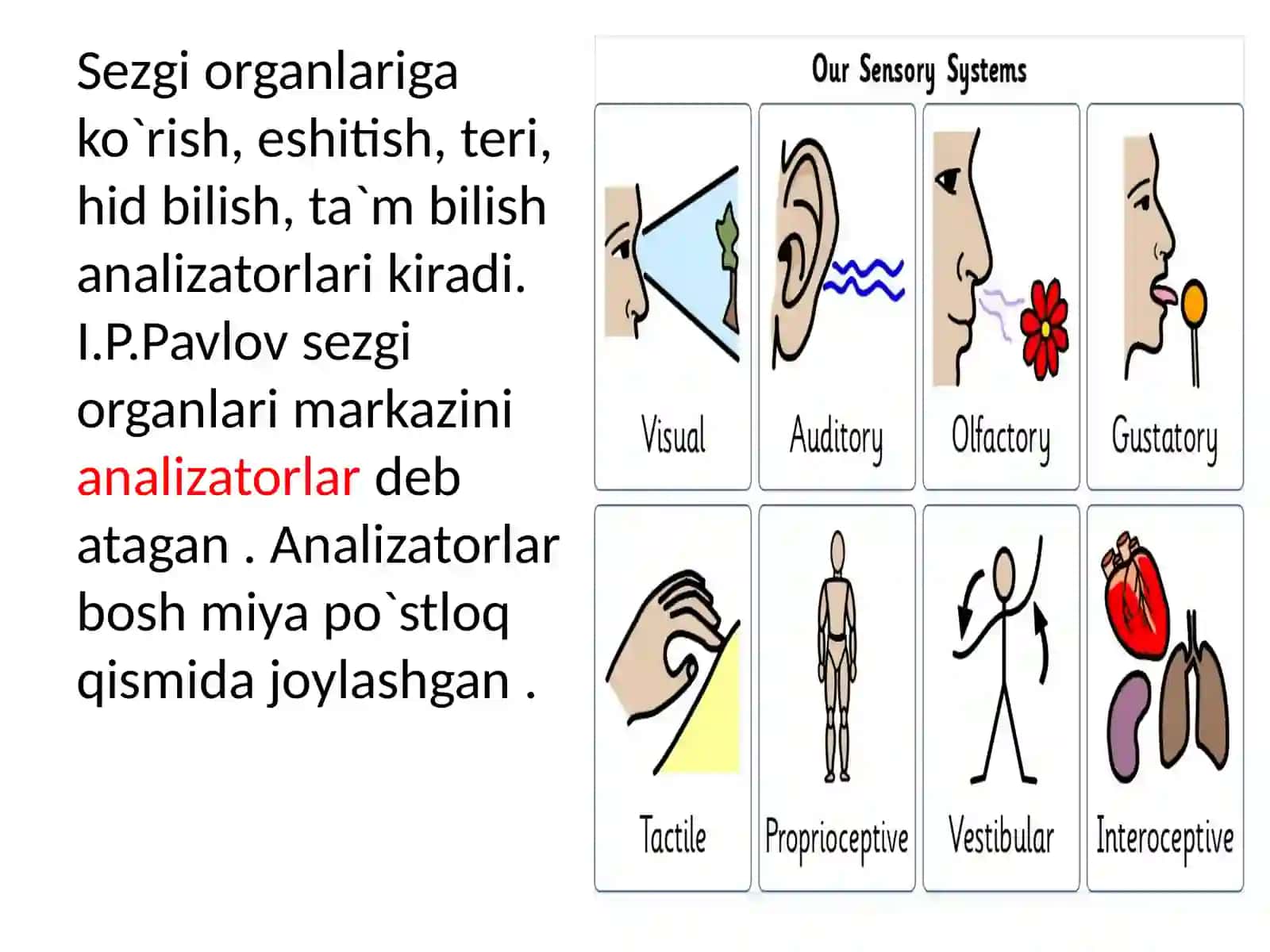 Analizatorlar fiziologiyasi. Sensor retsepsiya. Teri analizatorining lokalizatsiyasini aniqlash 4