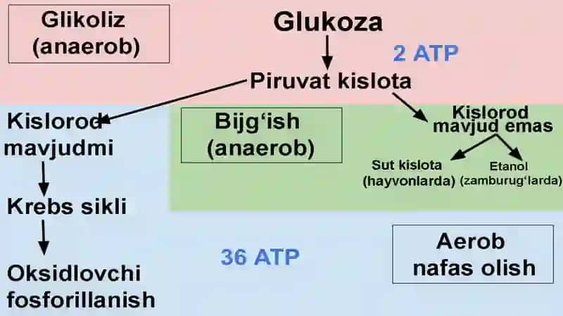 Bijg‘ish va ularni keltirib chiqaruvchi mikroorganizmlar 4