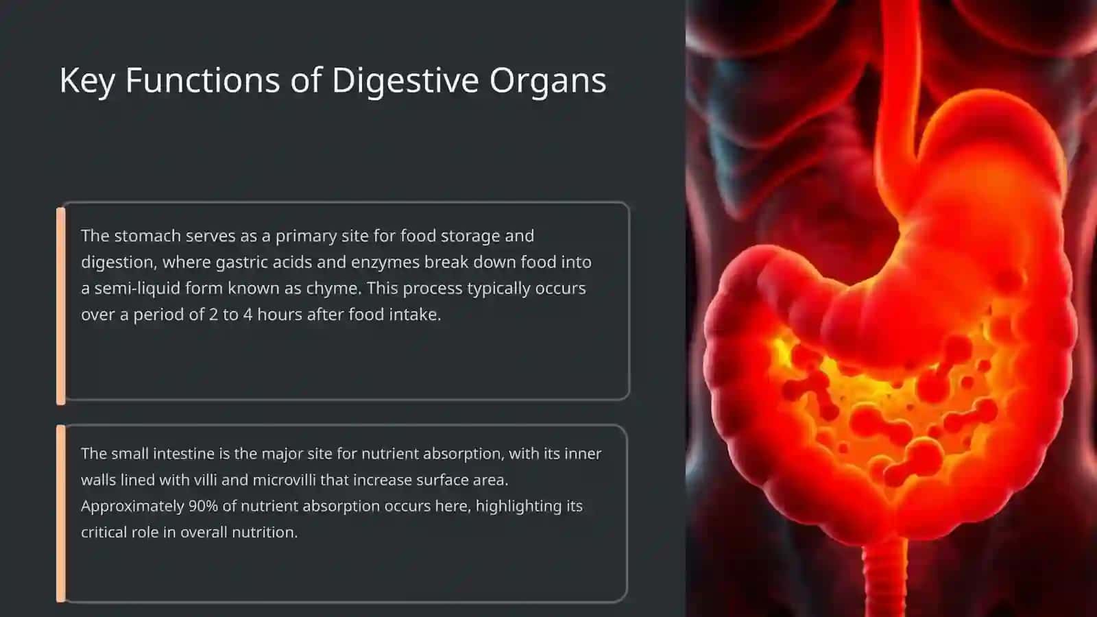 Digestive System 4