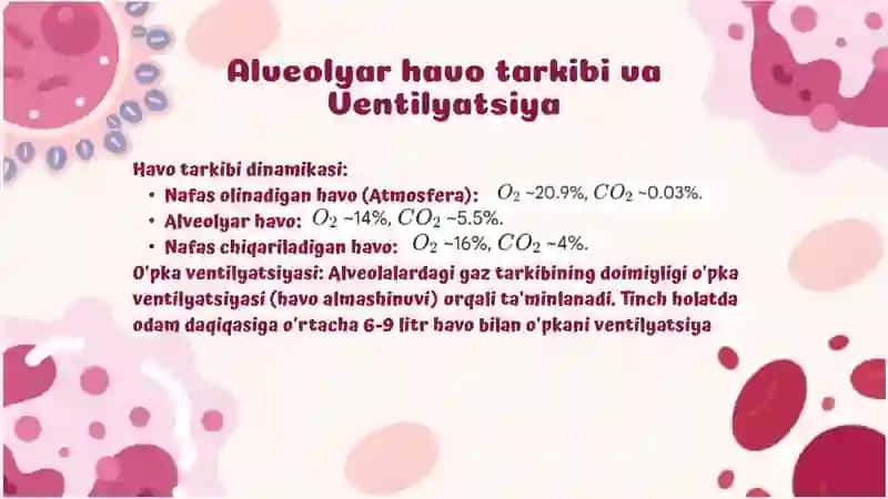Nafas yo'llari fiziologiyasi va o'pkada gazlar almashinuvi 4
