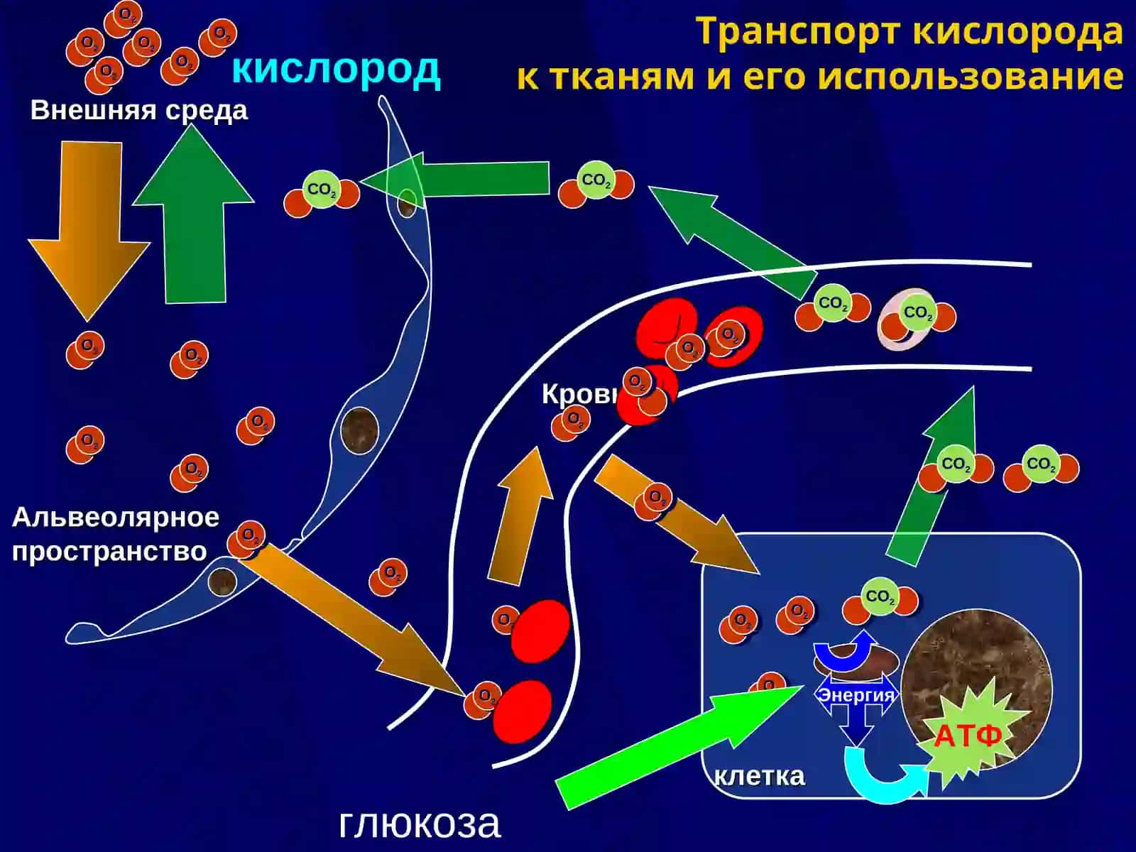 ГИПОКСИЯ 4