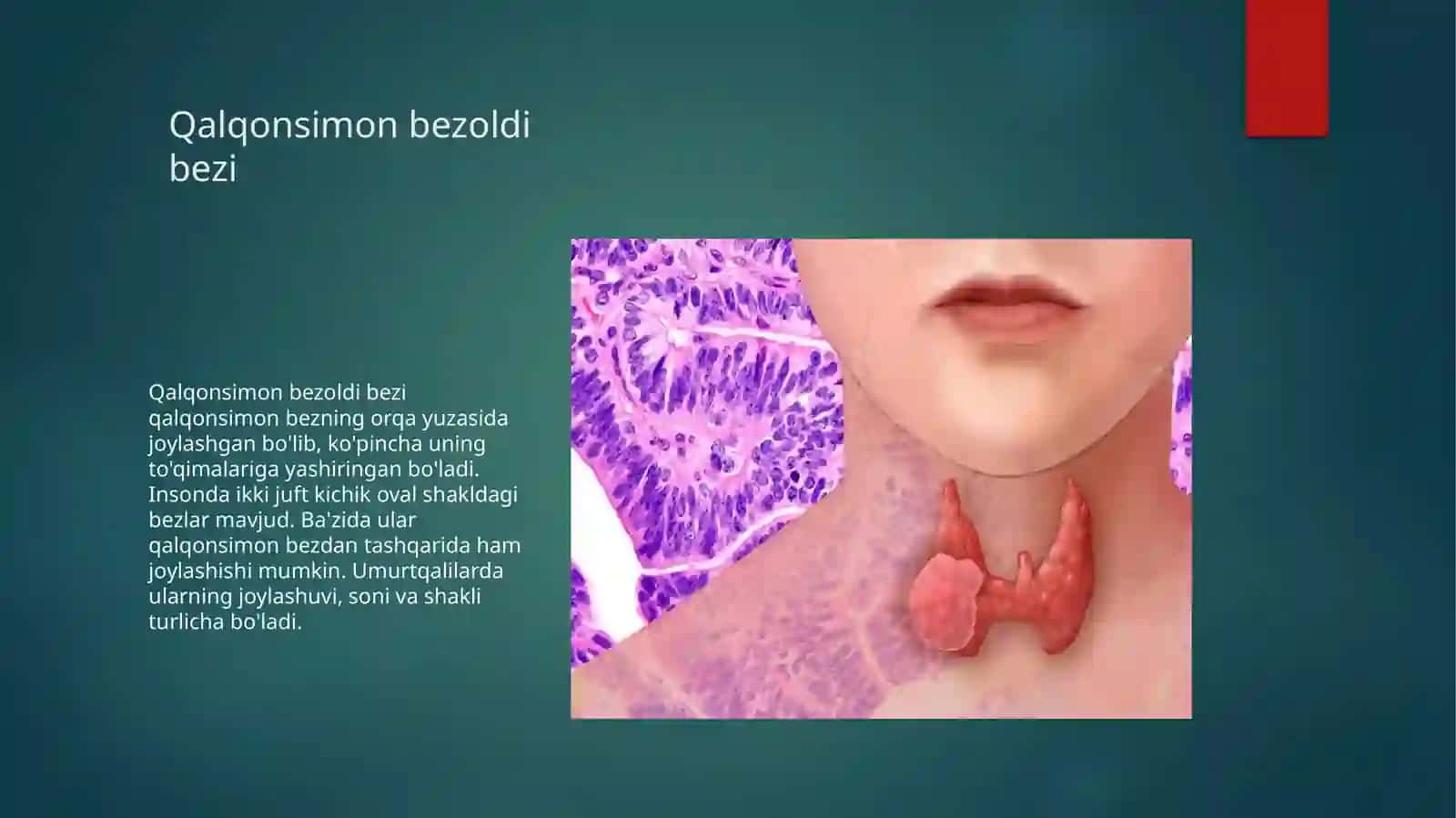Inson endokrin tizimi 4