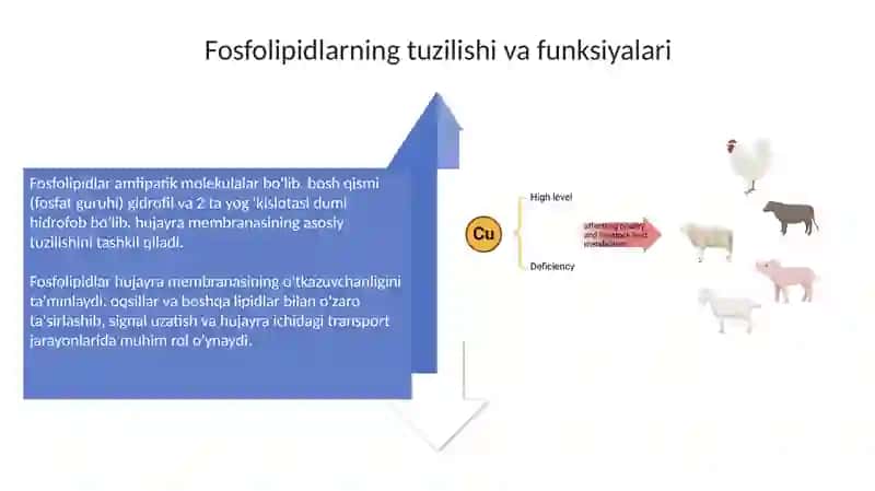 Fosfolipidlaralmashinuvibuzilishi 4
