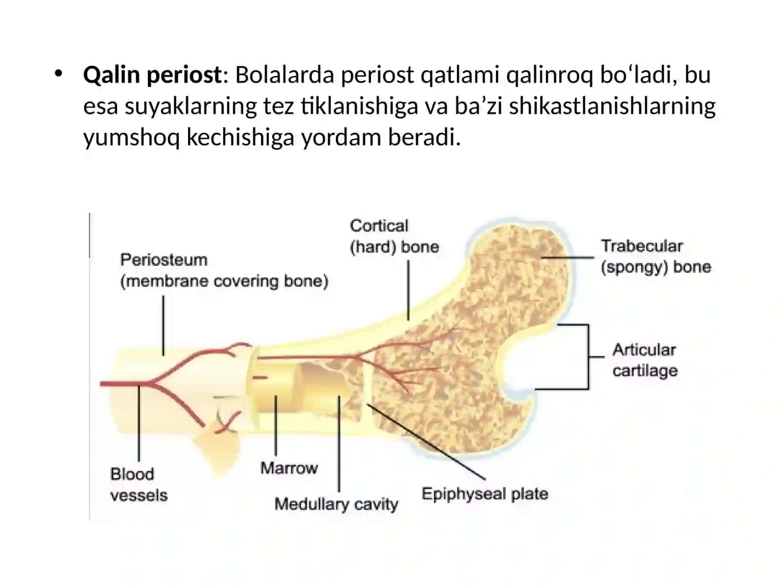 Bolalarda Suyak Shikastlanishlarining O‘ziga Xosligi 4