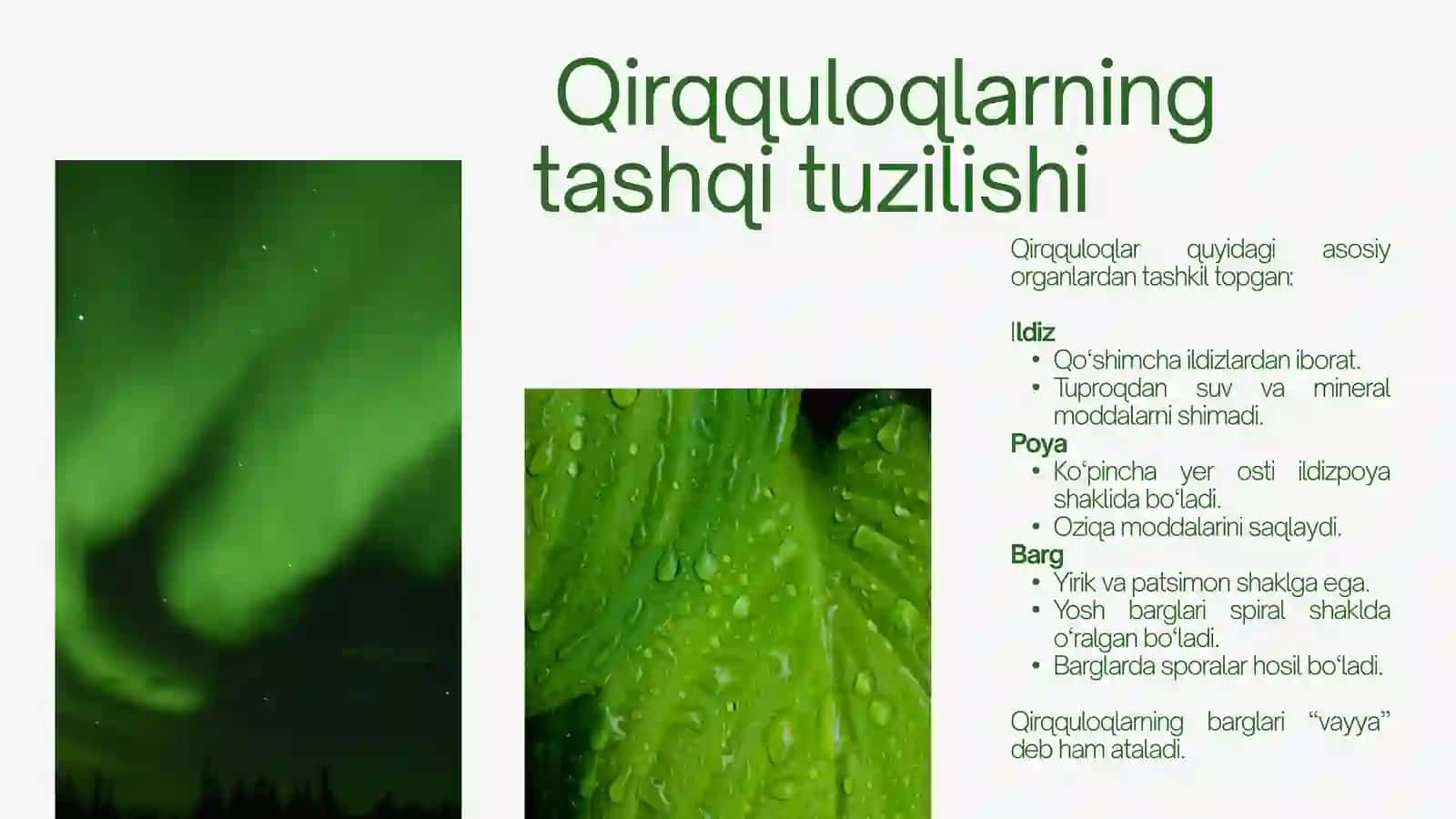 QIRQQULOQ TOIFA O’SIMLIKLAR 4