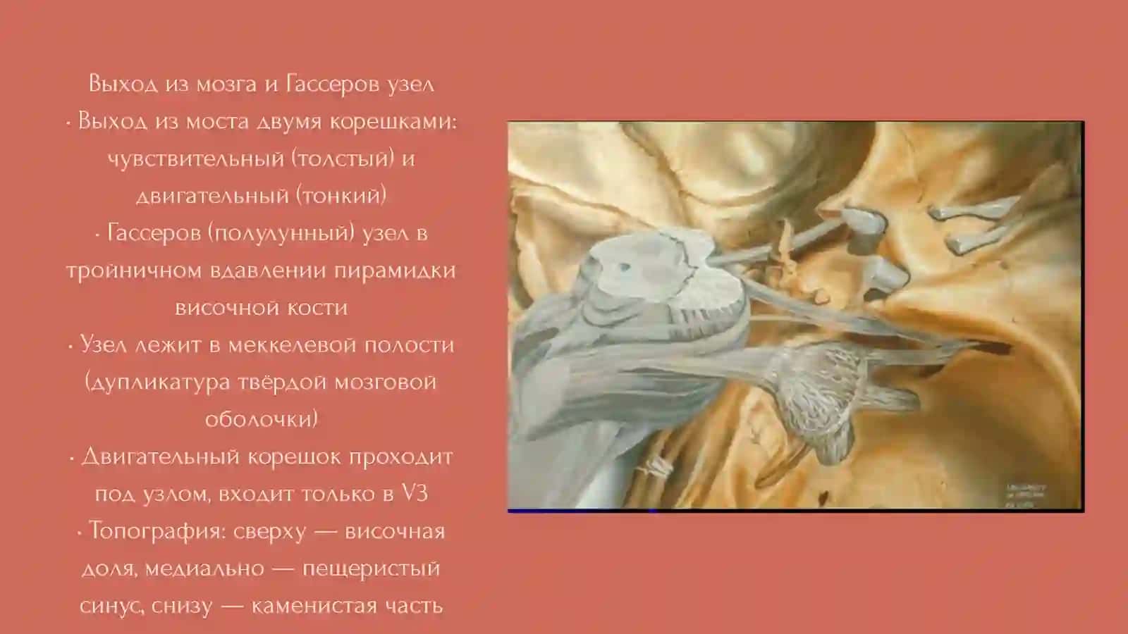Тройничный нерв 4