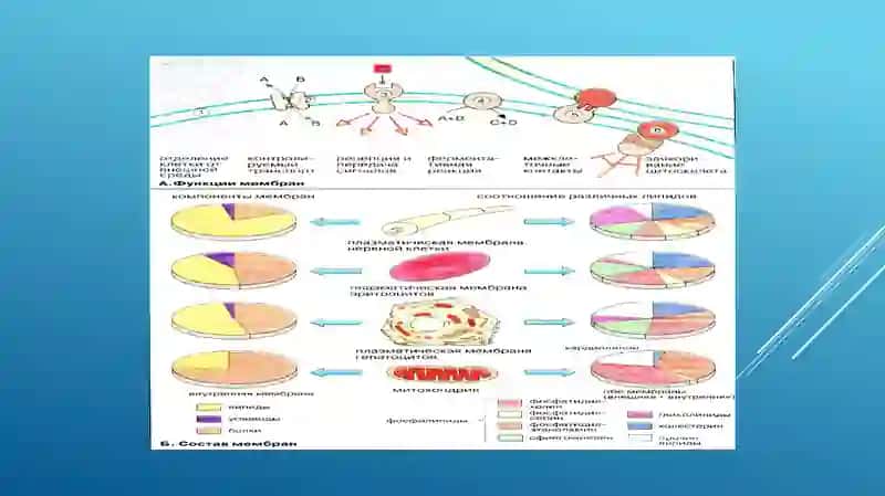 Biologikmembranalar 4