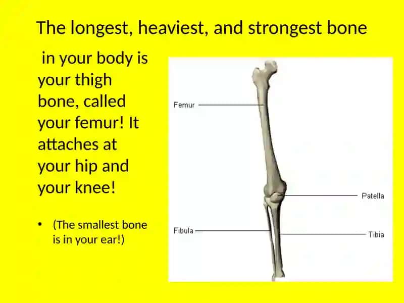Humanskeleton 4