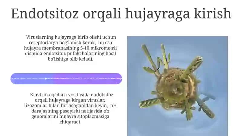 Viruslar morfologiyasi, ularning hujayraga kirishi 4