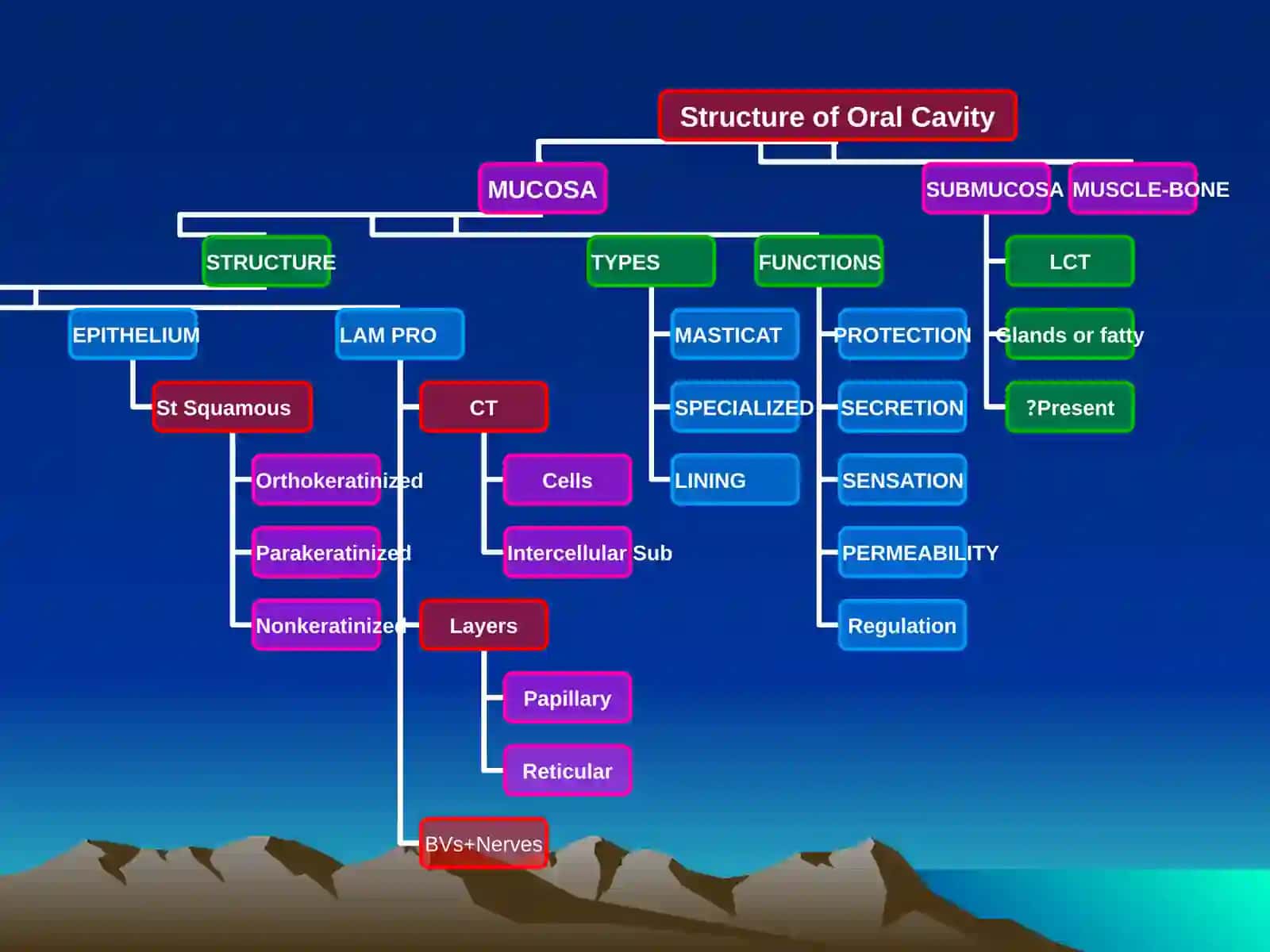 Oral Cavity 4