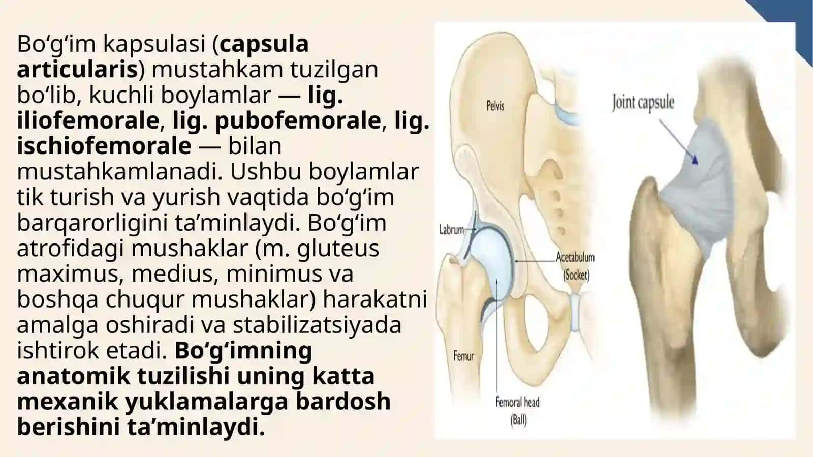 Chanoq–son bo‘g‘imini endoprotezlash (total hip arthroplasty) 4