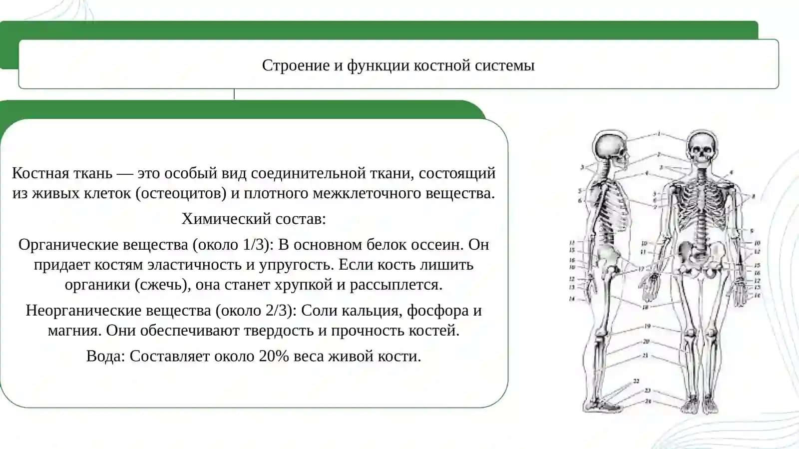 Кости и мышцы 4