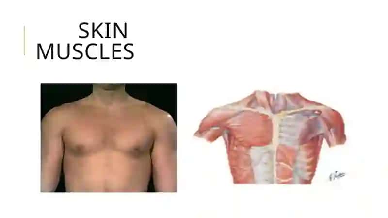 The chest 4