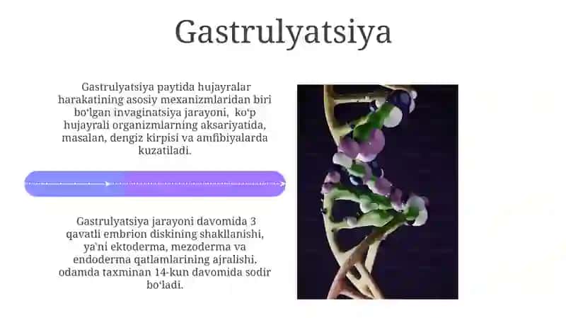 Rivojlanish biologiyasi Ontogenez bosqichlari 4