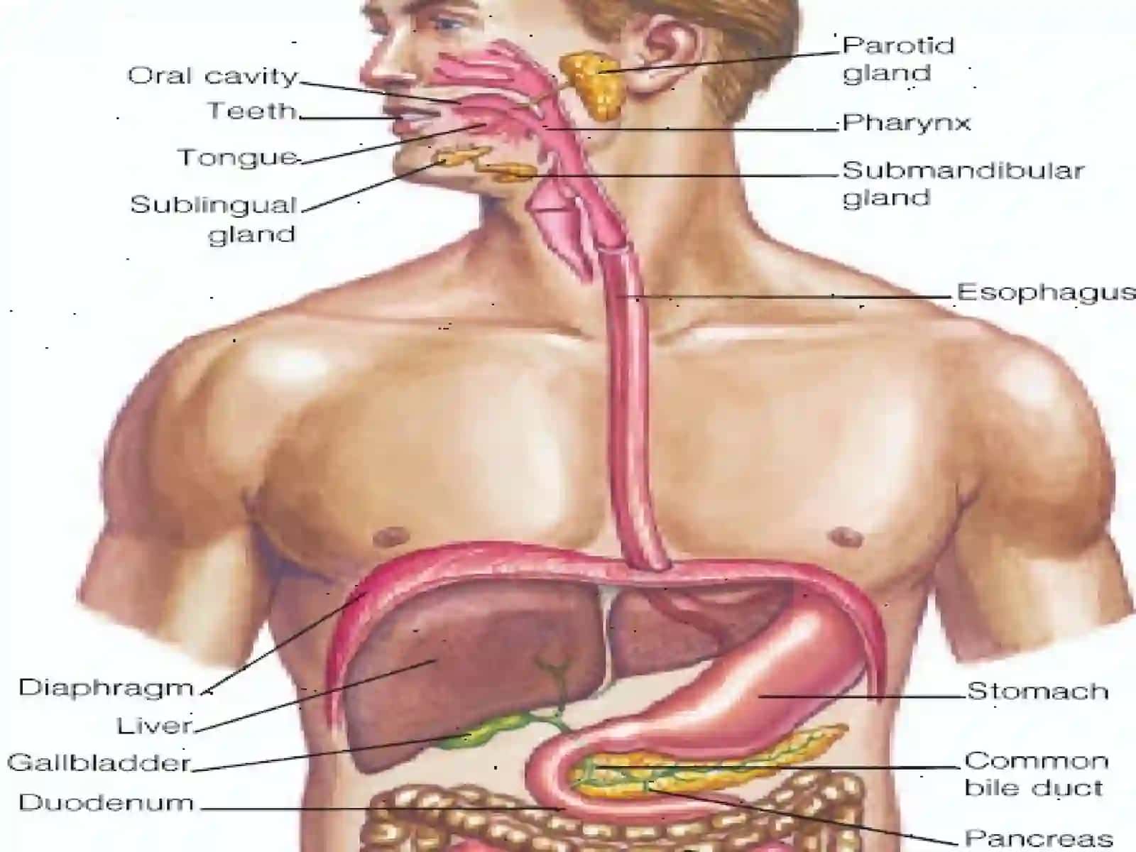 Digestive System 4