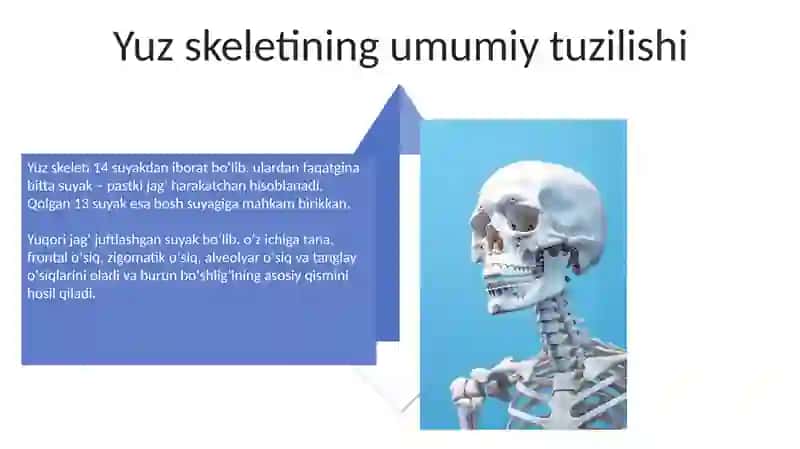 Yuz suyak skeletining asosiy suyaklari 4