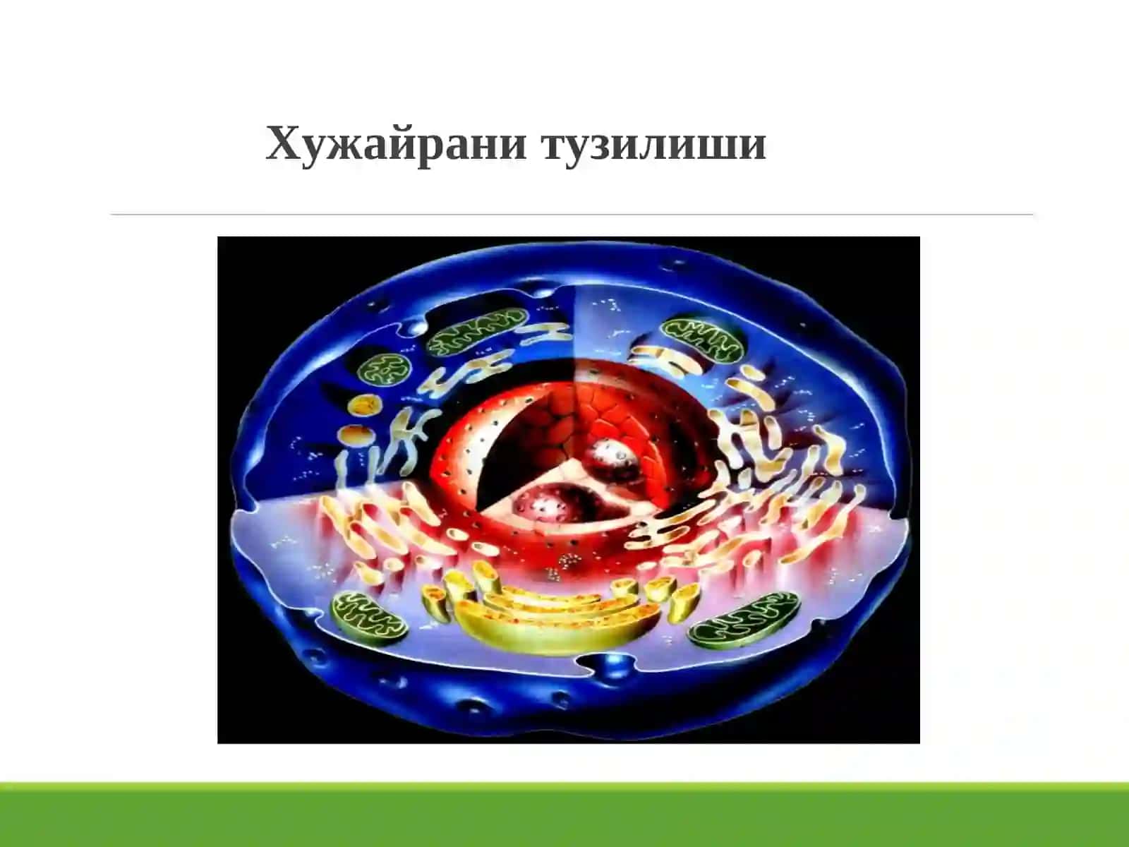 Лекция:ШИКАСТЛАНИШ ПАТОФИЗИОЛО-ГИЯСИ 4