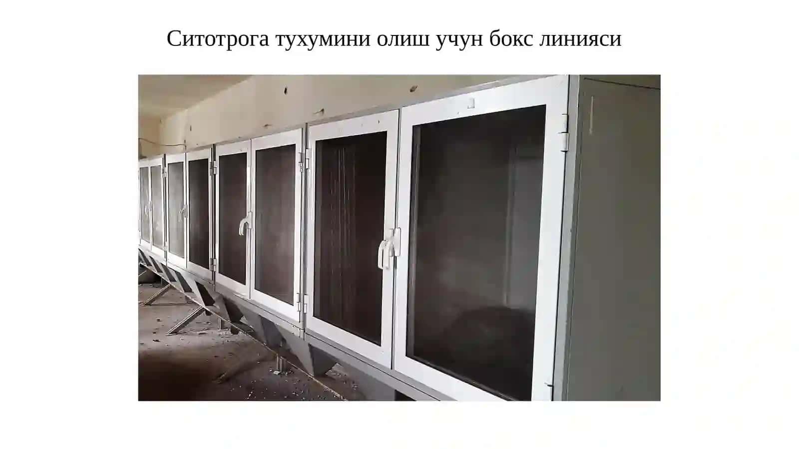 Бракон кўпайтириш технологияси 4